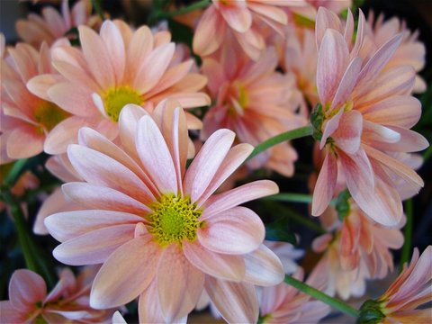 可愛らしいサーモンピンクの花
